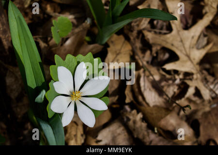 Junge bloodroot wilden Blumen in native natürlichen Waldlandschaft im frühen Frühjahr Stockfoto