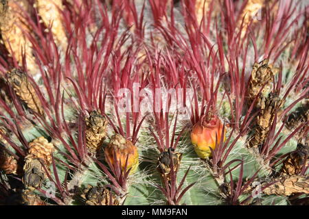 Nahaufnahme auf die Dornen der ein Feuer barrel Cactus Stockfoto