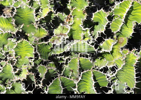 Nahaufnahme auf dem wolfsmilch Arten Euphorbia grandicornis Stockfoto