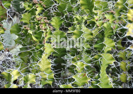 Nahaufnahme auf dem wolfsmilch Arten Euphorbia grandicornis Stockfoto