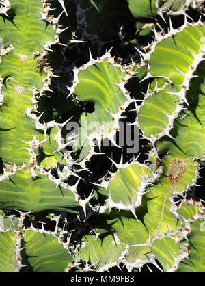 Nahaufnahme auf dem wolfsmilch Arten Euphorbia grandicornis Stockfoto