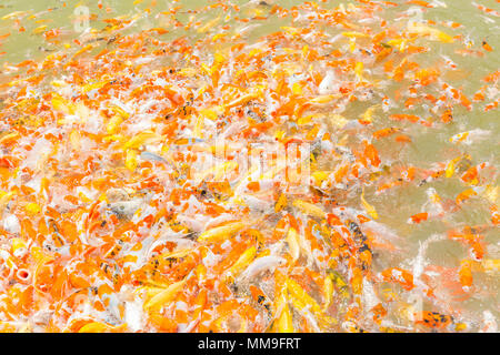 Koi Karpfen miteinander konkurrierenden für Lebensmittel in einem Park Teich Stockfoto