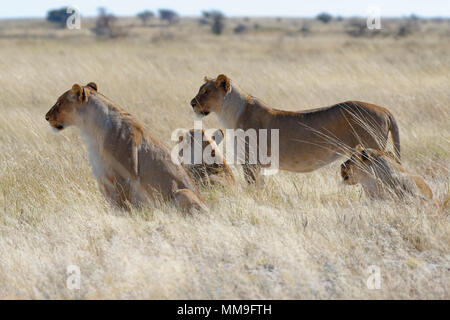 Löwinnen (Panthera leo) in das trockene Gras, runde, Alert, Etosha National Park, Namibia, Afrika Stockfoto