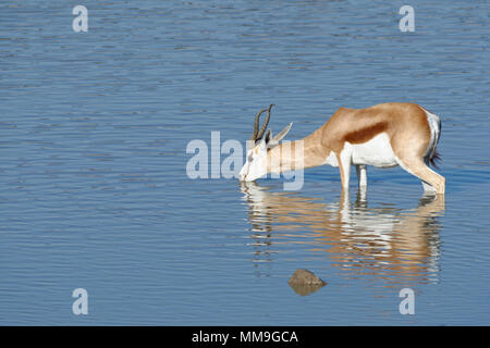 Springbock (Antidorcas marsupialis), männlichen Erwachsenen stehen im Wasser, trinken, Okaukuejo Wasserloch, Etosha National Park, Namibia, Afrika Stockfoto