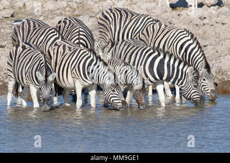 Herde von Burchell's Zebra (Equus quagga burchellii), Erwachsene mit jungen Tier, Trinken, Okaukuejo Wasserloch, Etosha National Park, Namibia, Afrika Stockfoto