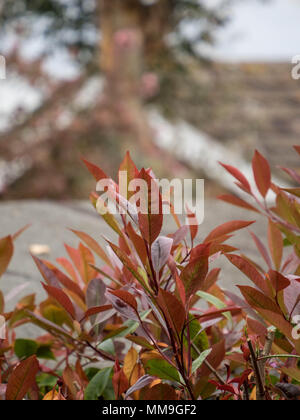 Photinia fraseri Blätter oben auf 'Red Robin' an einem sonnigen Tag in Banbury Stockfoto