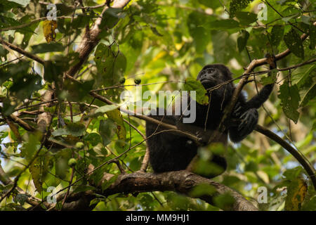 Mantled Brüllaffen, Alouatta palliata, Cebidae, Manuel Antonio National Park, Costa Rica, Centroamerica Stockfoto