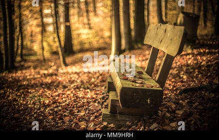 Bank im Wald Stockfoto