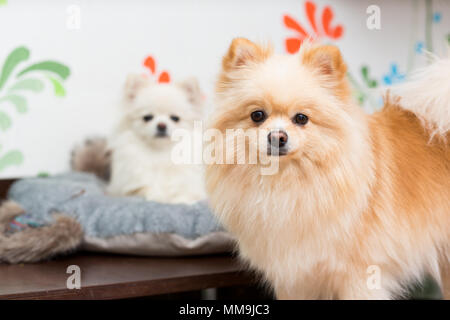 Zwei Hunde Rasse Pomeranian Beige und Weiß Stockfoto