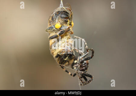 Eine Biene von einer Spinne gefangen ist, sich langsam in die Seide durch die Spinne selbst gewickelt. Sehen Sie einige Pollen auf die Biene. Stockfoto