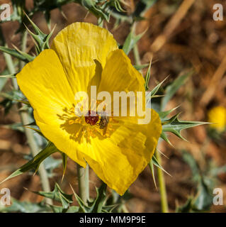 Leuchtend gelbe Blüten und Blätter von Embothrium Mexicana, Mexikanische stachelige Mohn, mit der Fliege zu bestäuben Diese australische Unkrautarten Stockfoto