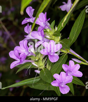 Cluster der schönen lila/rosa Blumen und grüne Blätter von Barleria cristata, Philippinen violett, immergrüne Strauch, auf dunklem Hintergrund Stockfoto