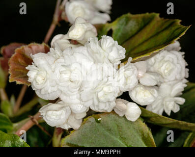 Cluster der doppelten weißen Blüten und rote und grüne Blätter von Begonia semperflorens 'Doublet', Bettwäsche Begonia, gegen den dunklen Hintergrund Stockfoto