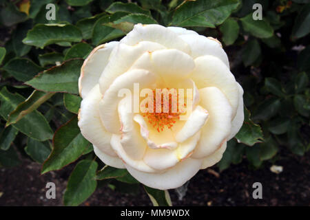 Nahaufnahme von einem weißen Jacqueline du Pre Rose in voller Blüte an der Inez Grant Parker Memorial Rose Garden im Balboa Park, San Diego, Kalifornien, USA Stockfoto