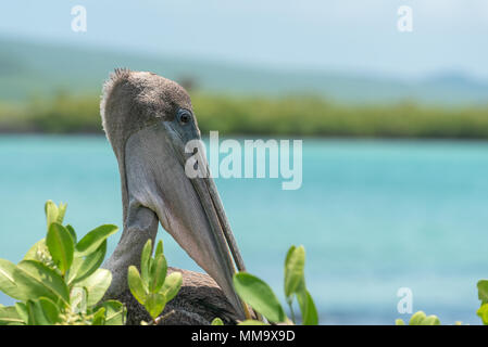 Brown pelican auf einer Mangrove Tree, Galapagos, Ecuador thront. Stockfoto