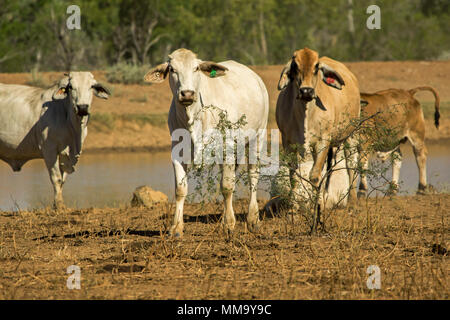 Gruppe junger Brahmane Vieh, an der Kamera suchen, neben outback Wasserloch in der Landschaft der trockenen Gräsern und brauner Boden in Queensland, Australien Stockfoto