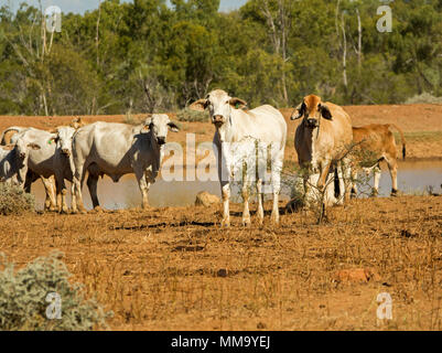 Gruppe junger Brahmane Vieh, an der Kamera suchen, neben outback Wasserloch in der Landschaft der trockenen Gräsern und brauner Boden in Queensland, Australien Stockfoto