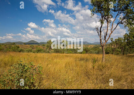 Atemberaubende bunte australischen Landschaft mit Feldern der goldene Gräser, grünen Bäumen und Bergketten am Horizont unter blauem Himmel in Queensland Stockfoto