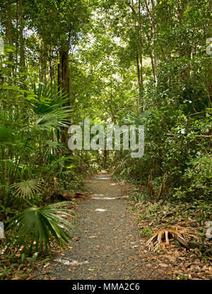Wanderweg durch dichten grünen Vegetation des Regenwaldes in Eungalla Nationalpark Queensland Australien Stockfoto