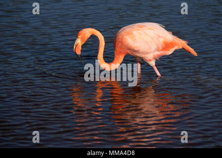 Flamingo (Phoenicopterus ruber) in einer Lagune auf der Insel Isabela, Galapagos, Ecuador. Stockfoto