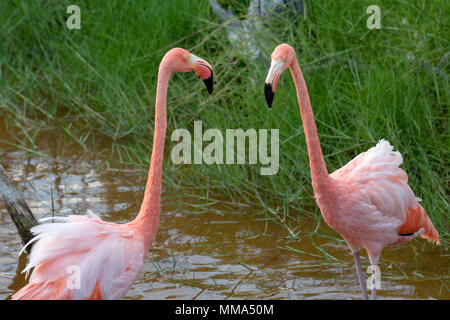 Flamingos in einer Lagune auf der Insel Isabela, Galapagos, Ecuador. Stockfoto