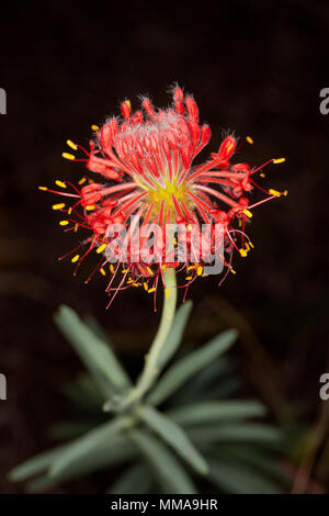 Ungewöhnliche leuchtend rote Blume des Lampranthus haemostachys, Blut Lampranthus, atemberaubende Australian wildflower gegen den dunklen Hintergrund Stockfoto