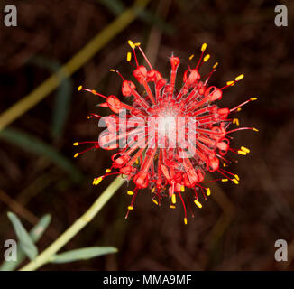 Ungewöhnliche leuchtend rote Blume des Lampranthus haemostachys, Blut Lampranthus, atemberaubende Australian wildflower gegen den dunklen Hintergrund Stockfoto