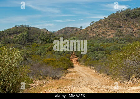 Landschaft mit Wäldern von Eukalyptusbäumen durch schmale, unbefestigte Straße in Minerva Hills National Park, in der Nähe von Springsure, Queensland, Australien Stockfoto