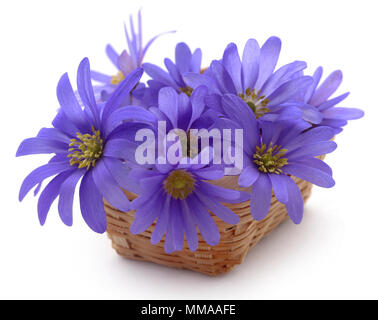 Anemone blanda Blue Shades oder Grecian Windflowers Stockfoto