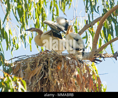 Zwei weiß und flauschig Snake-necked darter Küken, ein mit ausgebreiteten Flügeln, auf Nest in der Haube Lagune im Outback Stadt in Queensland, Australien Stockfoto