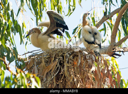 Zwei weiß und flauschig Snake-necked darter Küken, ein mit ausgebreiteten Flügeln, auf Nest in der Haube Lagune im Outback Stadt in Queensland, Australien Stockfoto