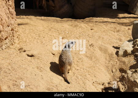 Kleines Haustier auf dem Sand Stockfoto