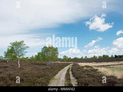 Westleton Heide, Suffolk, England UKs Stockfoto