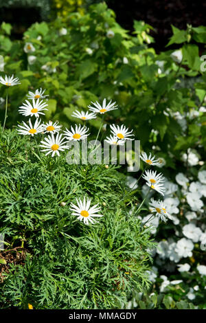 Blumen, die ich den Royal Botanic Gardens in Sydney. Australien Stockfoto