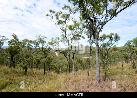 Sicht auf den Savannah mit eine unbefestigte Straße, die zu Maytown im fernen Hügel am Palmer River Goldfield, Far North Queensland, FNQ, QLD, Australien Stockfoto