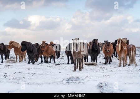 Eine Gruppe von isländischen Pferde in einem schneebedeckten Feld im Süden Islands stehend Stockfoto