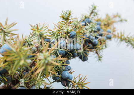 Nahaufnahme von einem Zweig der wilden Wacholderbeeren (Juniperus communis), mit vielen lila Beeren gefüllt. Stockfoto