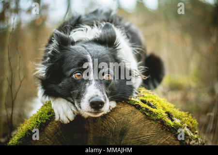 Schwarze und Weiße Border Collie. Hund liegend auf den Moosigen Log in den Wald. Stockfoto