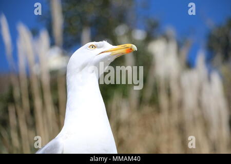 Schließen Sie sich an Profil von einer Möwe Kopf vor dem Hintergrund des blauen Himmels und lange getrocknetes Gras in, Looe, Cornwall Stockfoto