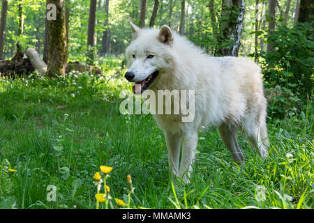 Arktischer Wolf im Wald Stockfoto