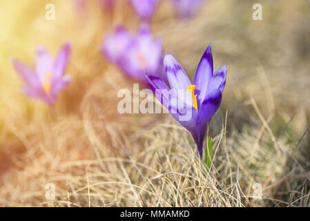 Lila Blüten der Krokusse (Colchicum autumnale) auf einer Wiese in der Sonne Stockfoto