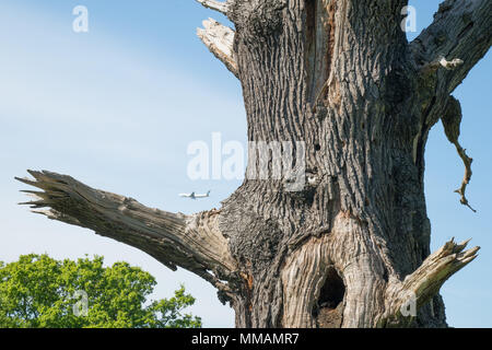 Blick auf tote Bäume im Richmond Park, London. Foto Datum: Donnerstag, 3. Mai 2018. Foto: Roger Garfield/Alamy Stockfoto