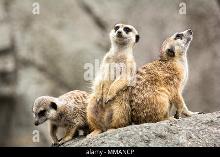 Eine Gruppe von drei süße Erdmännchen stehend. Stockfoto