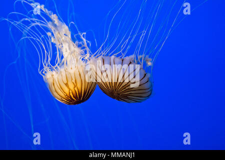 Zwei schöne und anmutige Meer Nesseln Schwimmen im blauen Wasser. Stockfoto