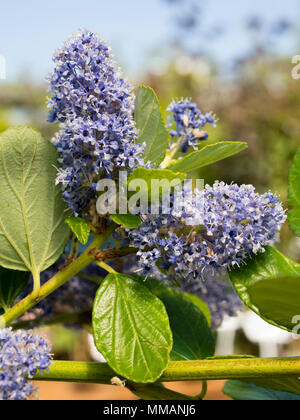 Dicht blaue Blumen in den Köpfen der Kalifornischen lila gepackt, Ceanothus arboreus 'Trewithen Blue' Stockfoto