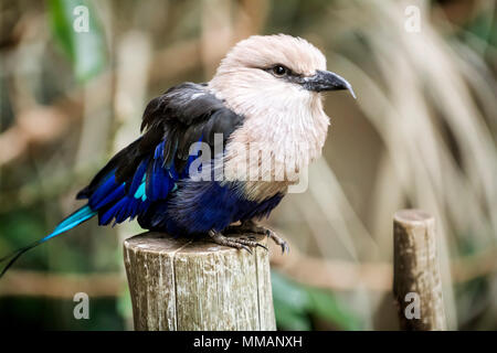 Blue-bellied Walzen sind in West- und Zentralafrika, aus dem Senegal in den Südsudan. Sie leben in Waldgebieten. Stockfoto