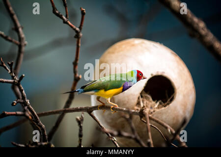 Die sehr bunte Gouldian Finch wird auch in Amerika als der Regenbogen Finch bekannt, Gould's Finch, oder die Dame Gouldian Finch. Stockfoto