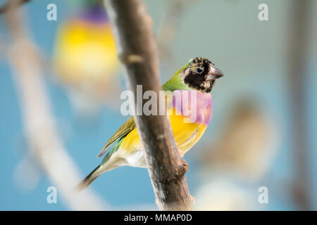 Die Gouldian Finch wird auch in Amerika als der Regenbogen Finch bekannt, Gould's Finch, oder die Dame Gouldian Finch. Stockfoto