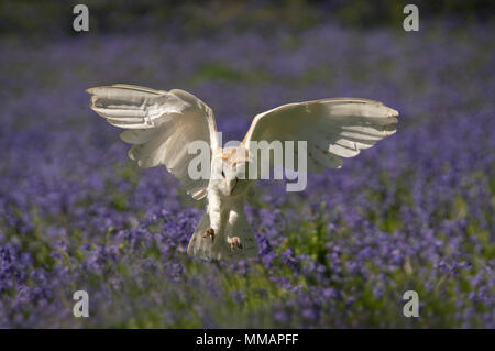 Barn Owl; Tyto alba, gegen eine zurück Tropfen Bluebells, Feder in einer Oxfordshire Wälder.