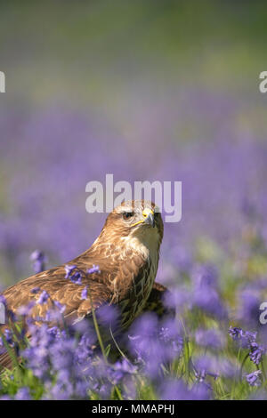 Mäusebussard, Buteo buteo, gegen eine zurück Tropfen Bluebells, Feder in einer Oxfordshire Wälder. Stockfoto